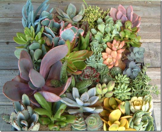 succulents apt therapy