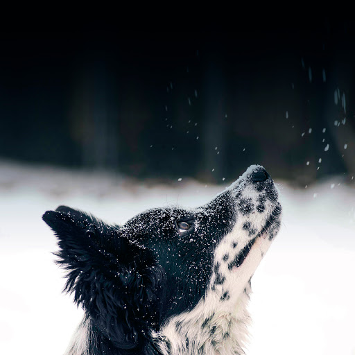 Hd-170329-ascw170329