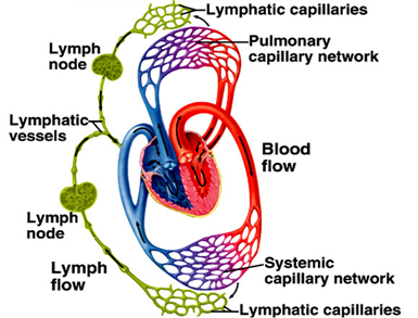 Blood and lymph