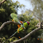 Plum-headed Parakeet (male, female)