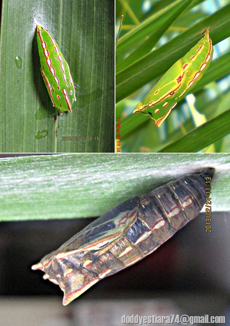 Kepompong Kupu-kupu Common Palm Fly (Elymnias hypermnestra)