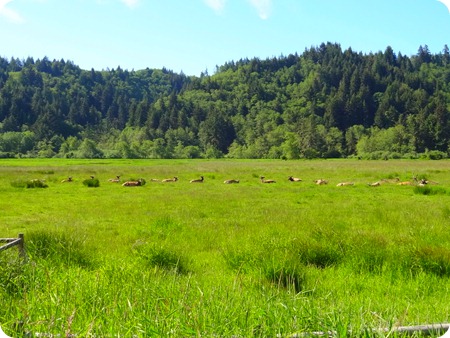 Roosevelt Elks