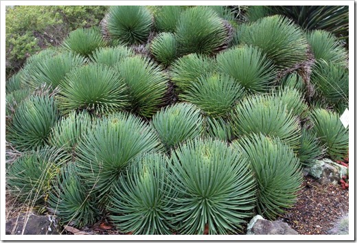 121228_UCBotGarden_Agave-stricta_01