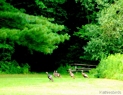 4. wild turkeys-kab