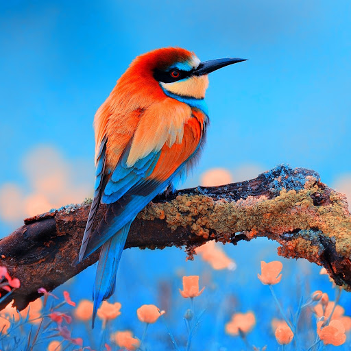 Hd-176551-ascw176551