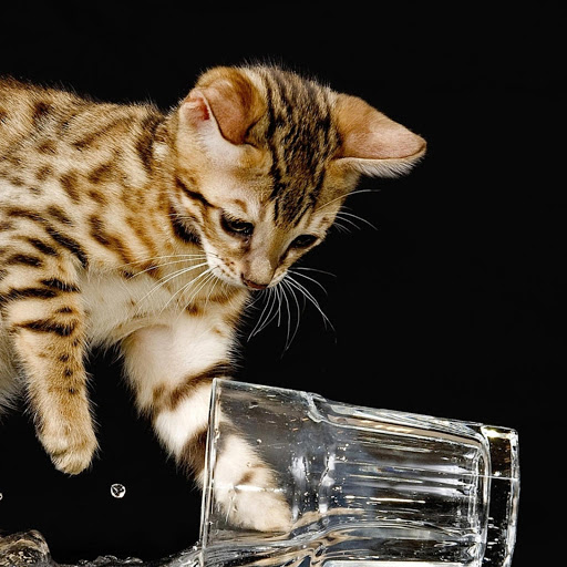 Hd-169527-ascw169527