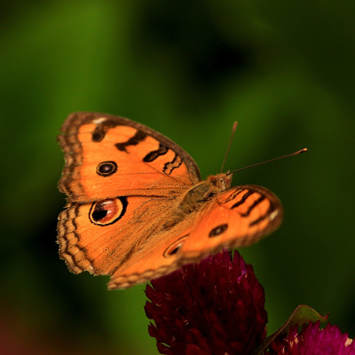 Hd-179859-ascw179859