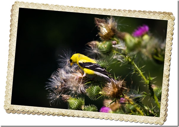 goldfinch on the thistle 2