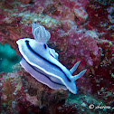 Willan's Chromodoris