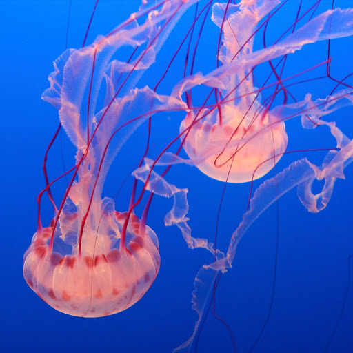 Hd-162610-ascw162610