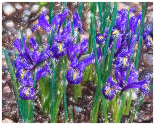 Tiny iris crayola