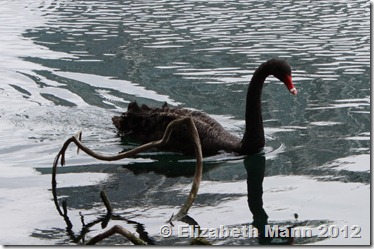 Black swan