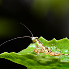Budwing mantis sibling.