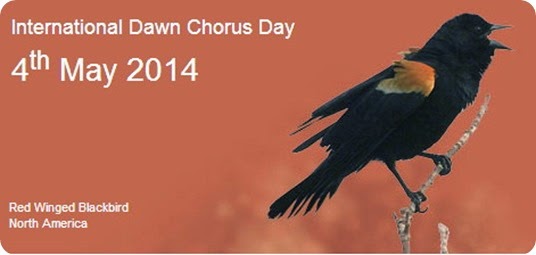 dawn chorus 2014 day