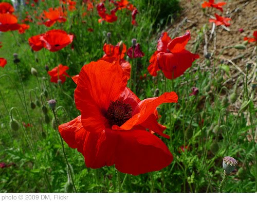'Poppy favorites' photo (c) 2009, DM - license: http://creativecommons.org/licenses/by-nd/2.0/