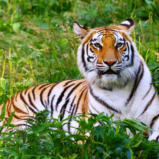 Hd-141281-ascw141281