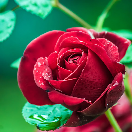 Hd-166033-ascw166033