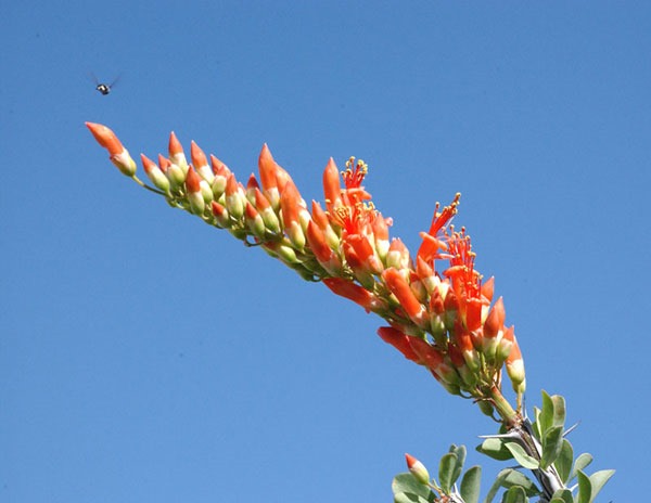 [Ocotillo-with-bee%2520Wikimedia%2520Commons%2520Photo%2520by%2520Jeff%2520Dean%255B3%255D.jpg]