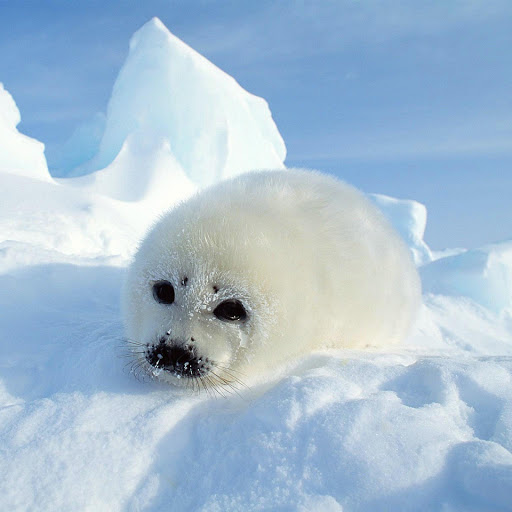 Hd-151217-ascw151217