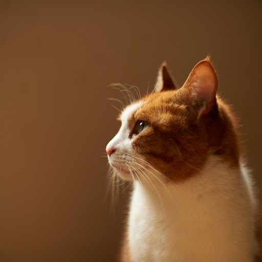 Hd-174846-ascw174846