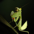 Praying mantis