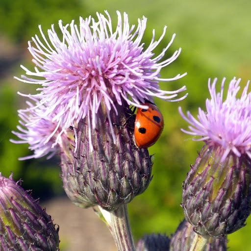 Hd-179986-ascw179986