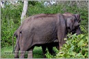 _P6A1729_wild_elephants_mudumalai_bandipur_sanctuary 
