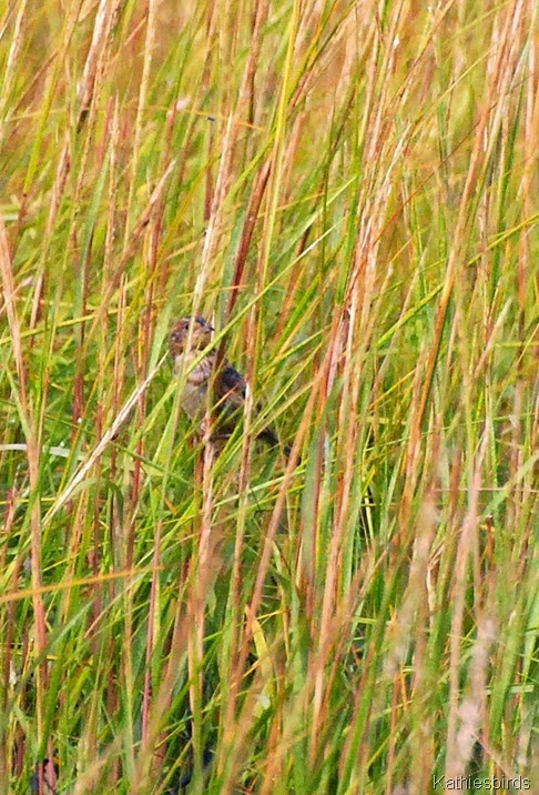 5. Nelson's sparrow-kab
