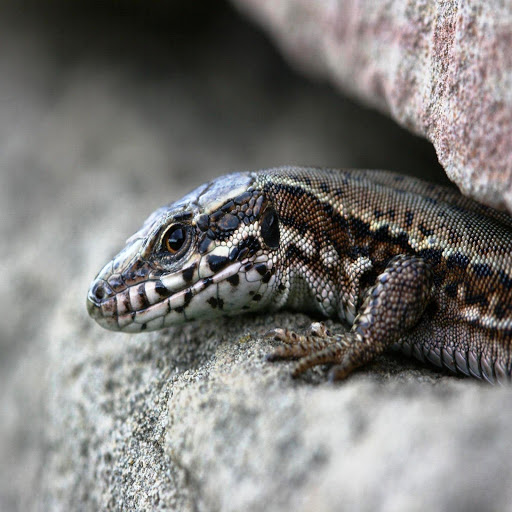 Hd-184580-ascw184580