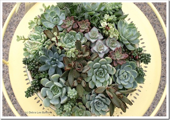 Succulent Tabletop