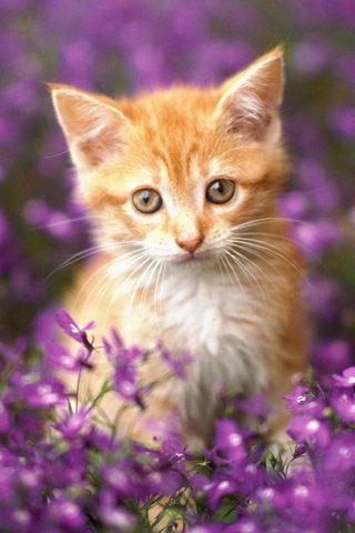 Catiphonewallpaper-06