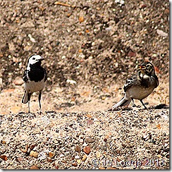 pied wag tail 4