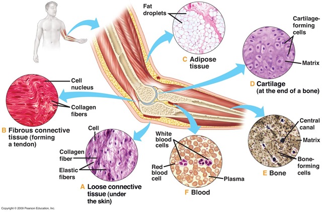 Multiple Choice Quiz on Connective tissue
