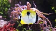 [Biodiversit%25C3%25A9%2520poisson%2520papillon%2520larme%255B4%255D.jpg]