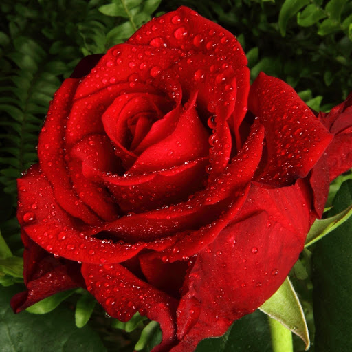 Hd-177188-ascw177188