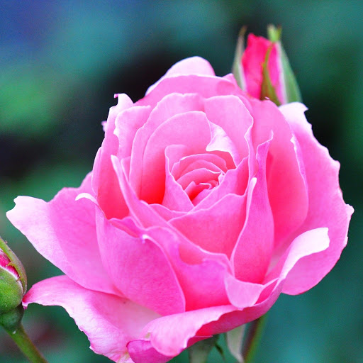 Hd-146114-ascw146114