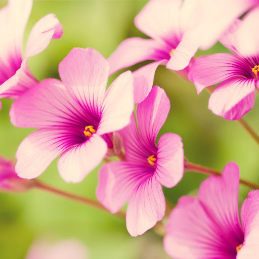 Hd-172337-ascw172337