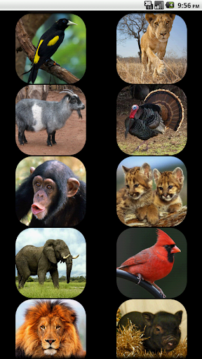 【免費教育App】Kids - Zoo Animal Sounds-APP點子