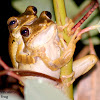Reticulated shrub frog