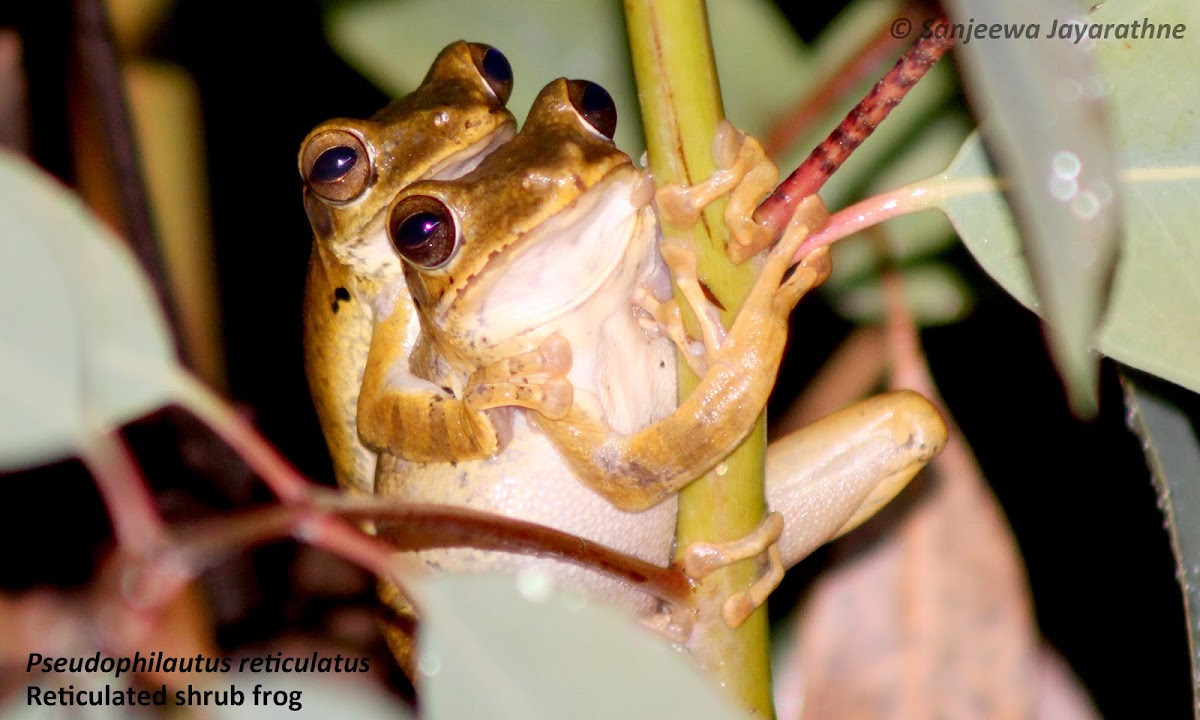 Reticulated shrub frog