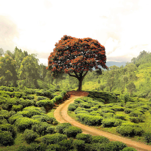 Hd-183917-ascw183917