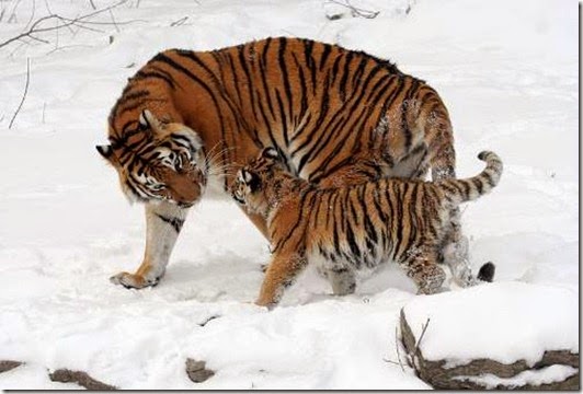Optimized-Siberian-Tiger-And-Cub
