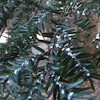 Wooly adelgid