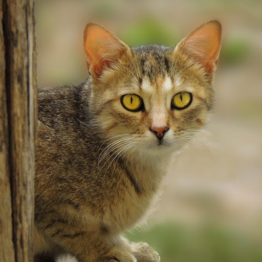 Hd-178311-ascw178311