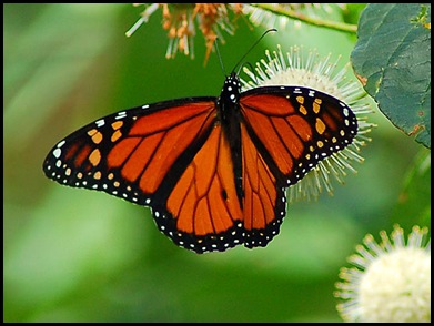 monarch-butterfly-lg