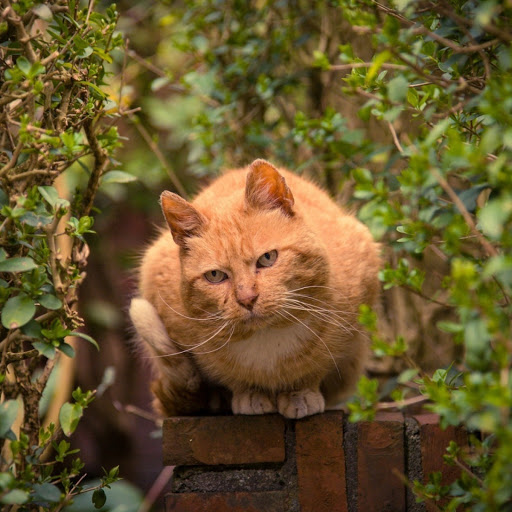 Hd-180062-ascw180062