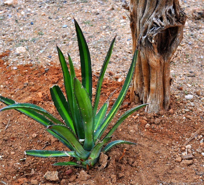 [DSC_0006%255B3%255D.jpg]