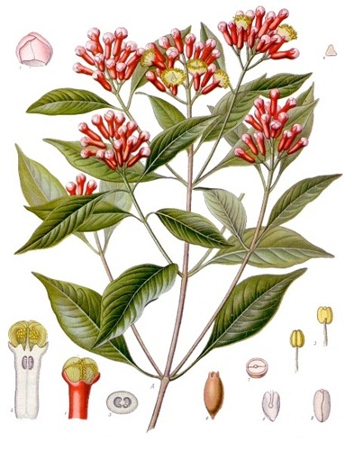 chiodi garofano Syzygium_aromaticum
