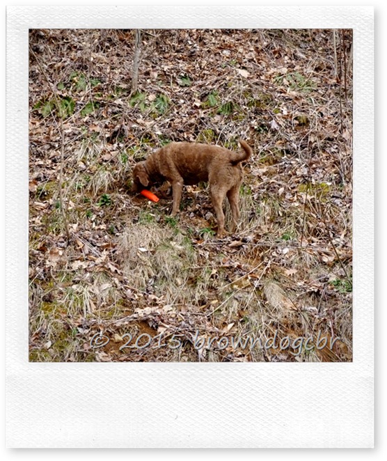 Dog Keeps Barking At Night Dog Keeps Barking At Night