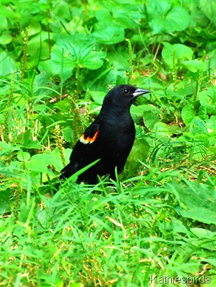 10. red-winged blackbird-kab